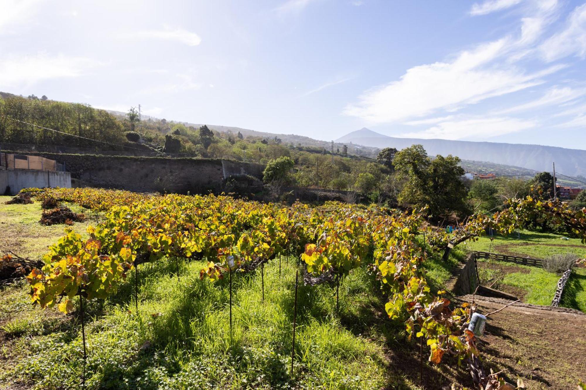 Ek Drago Finca El Milagro لا أوروتافا المظهر الخارجي الصورة